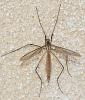 Tipula paludosa